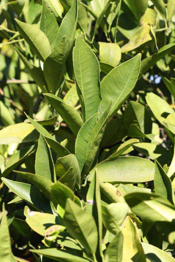            Sun leaves (Riverside, CA)   